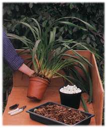 you will need compost, crocks and secateurs to repot your orchid